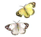 butterfly45.gif (20355 bytes)