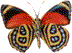 butterfly46.gif (23364 bytes)
